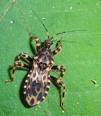 Assassin Bug photo